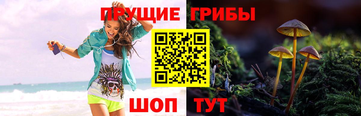 Псилоцибиновые грибы прущие грибы Берёзовский